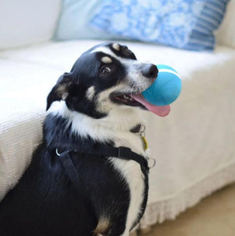Interactive Dog Ball